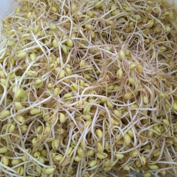 无公害豆芽