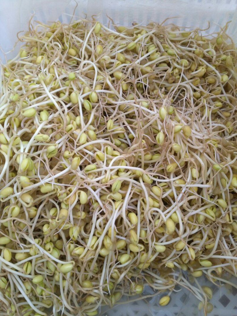 无公害豆芽