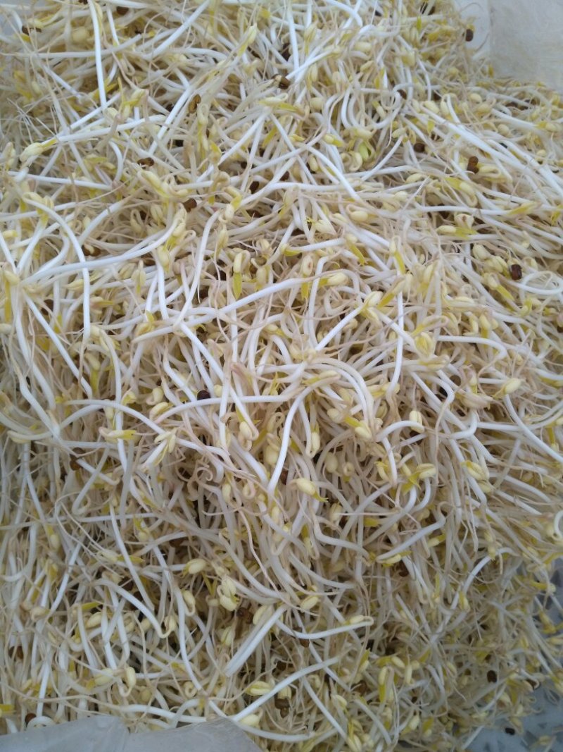 无公害豆芽