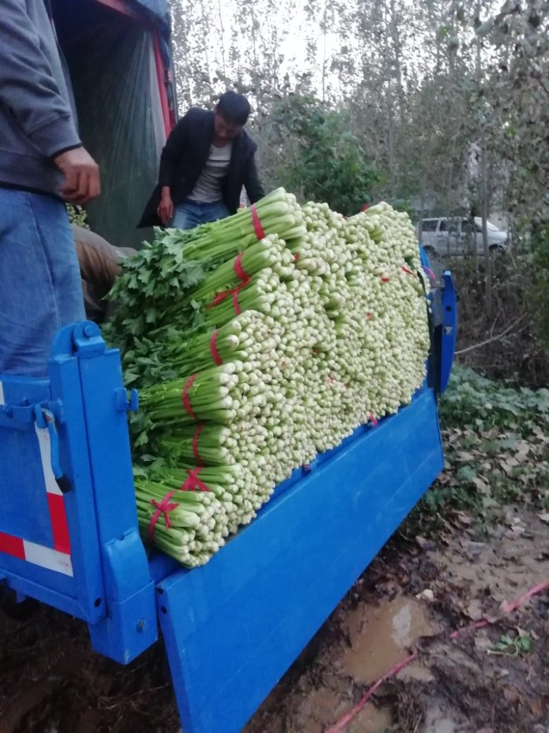 芹菜。夏邑西芹。大中小颗，露天，大棚各种品阶