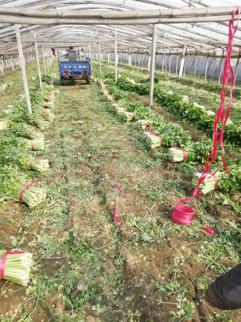 芹菜。夏邑西芹。大中小颗，露天，大棚各种品阶