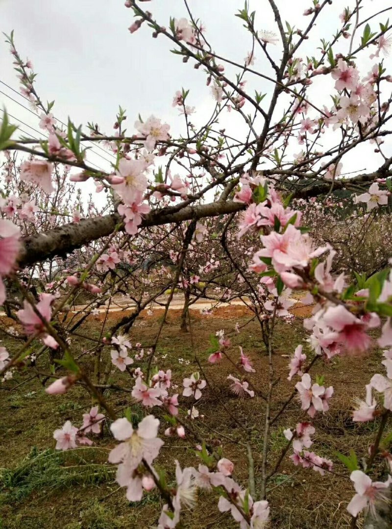 精选桃胶