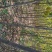 香花槐树苗。超低价2至5公分