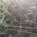 清地竹子。低价处理