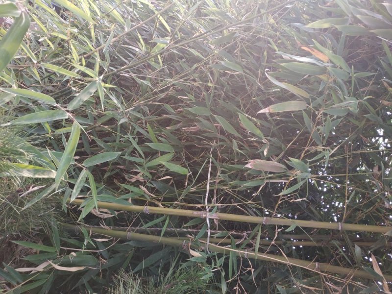 清地竹子。低价处理