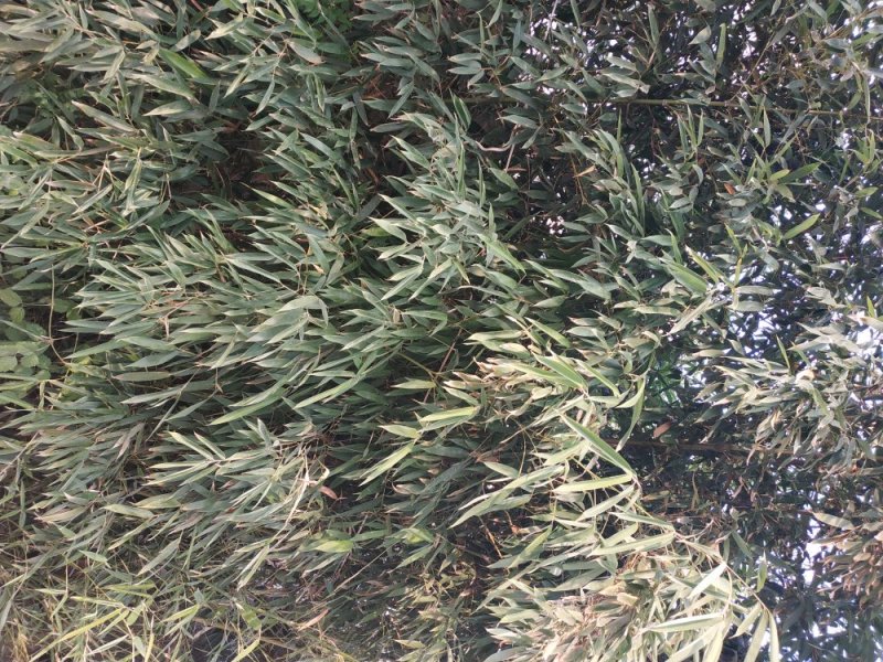 清地竹子。低价处理