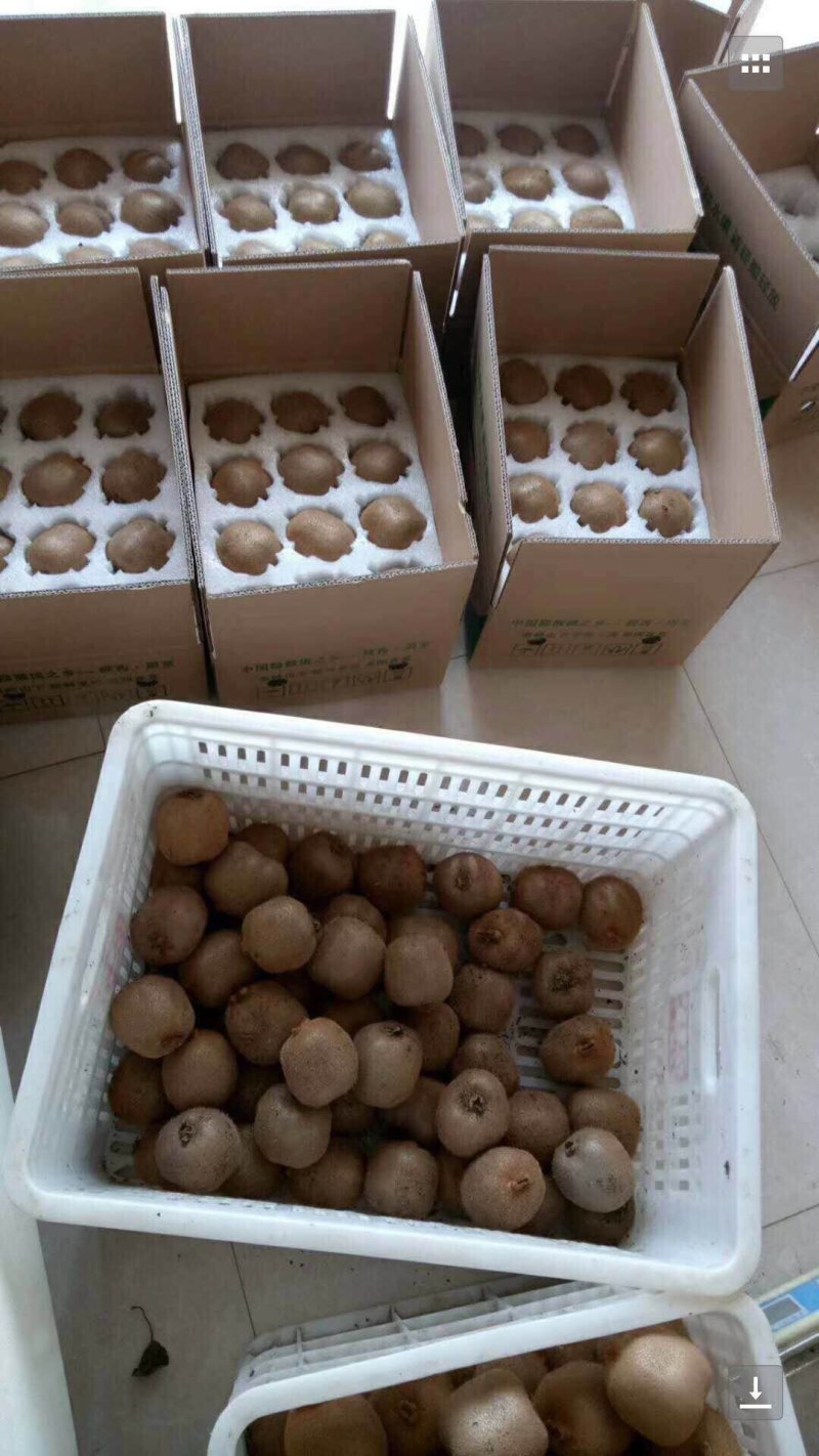 陕西周至猕猴桃一件代发