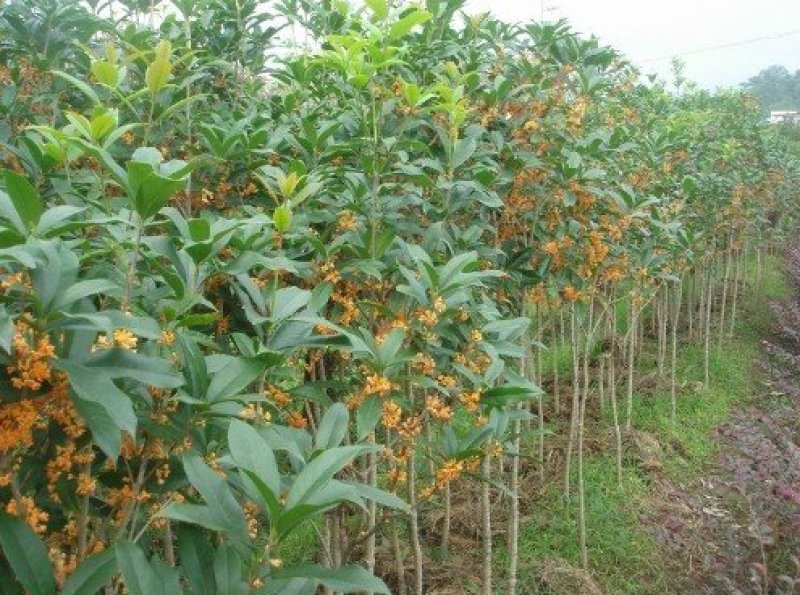桂花树苗，品质好，成活率高，价格低，量大价格优惠。