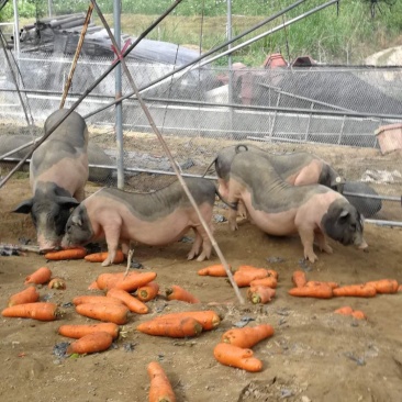原放养生态猪