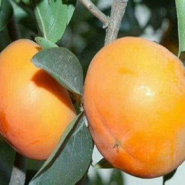 圆柿子，厂家可以做柿饼