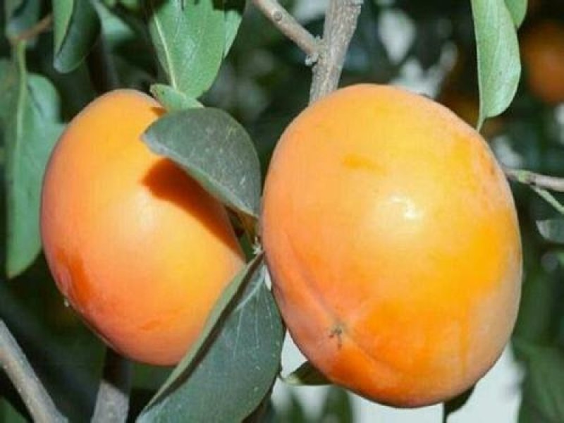 圆柿子，厂家可以做柿饼