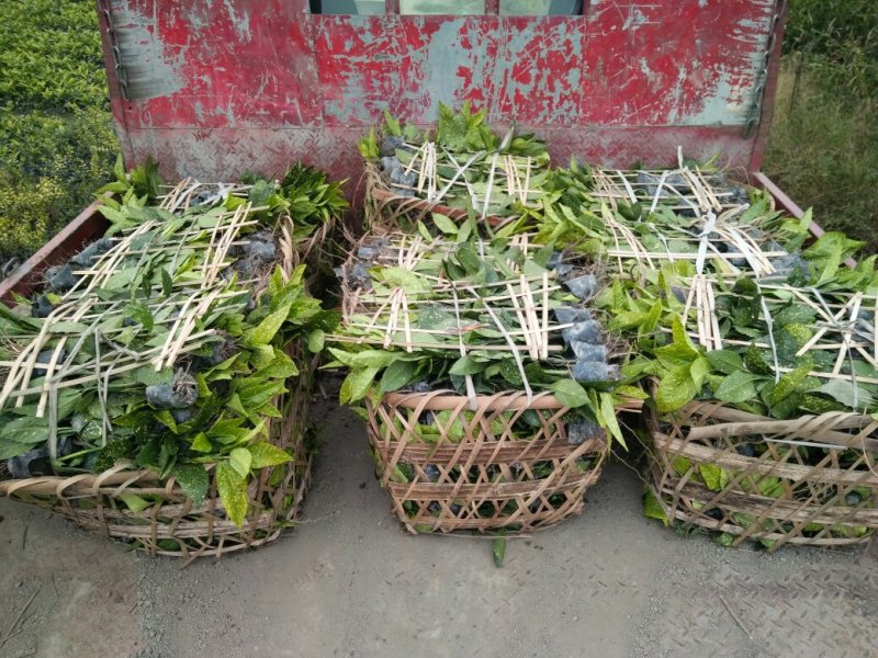 洒金珊瑚，40高