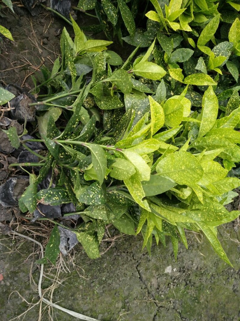 洒金珊瑚，40高
