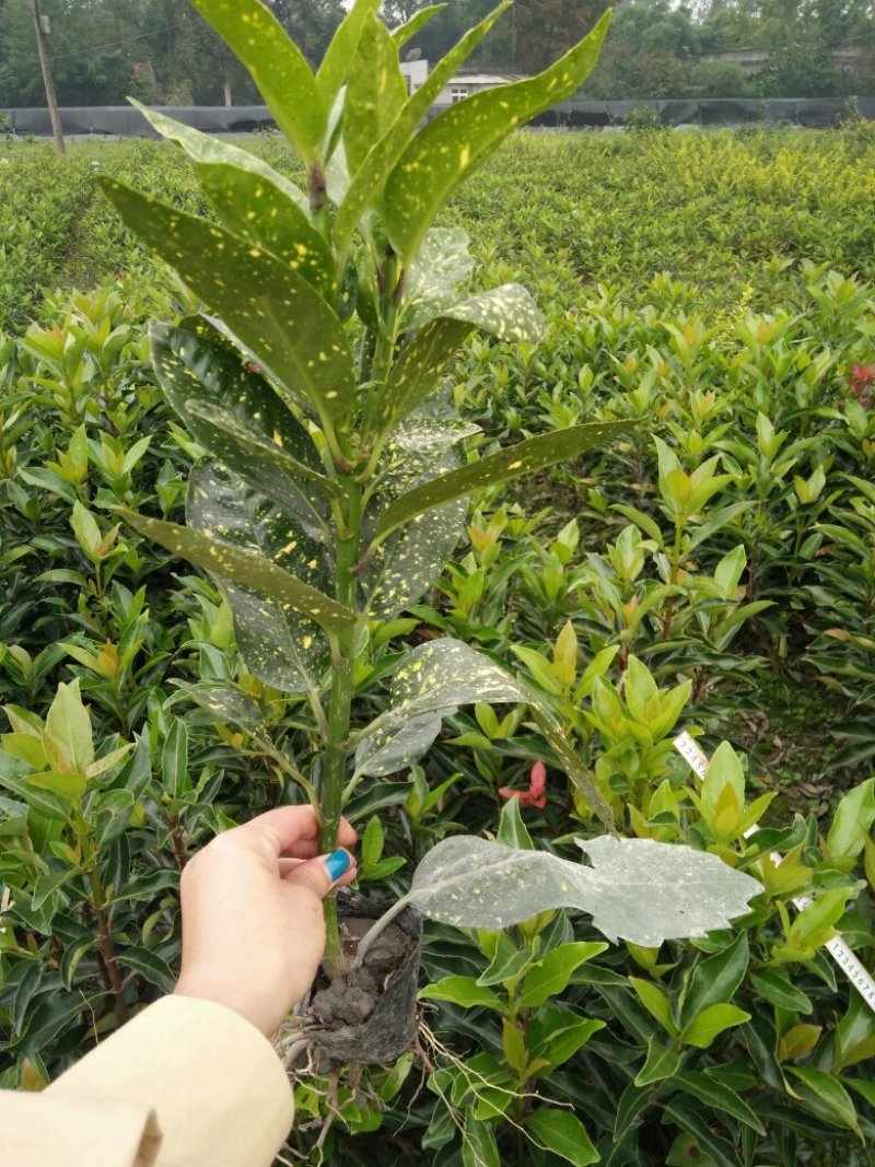 洒金珊瑚，40高
