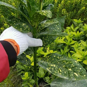 洒金珊瑚，40高