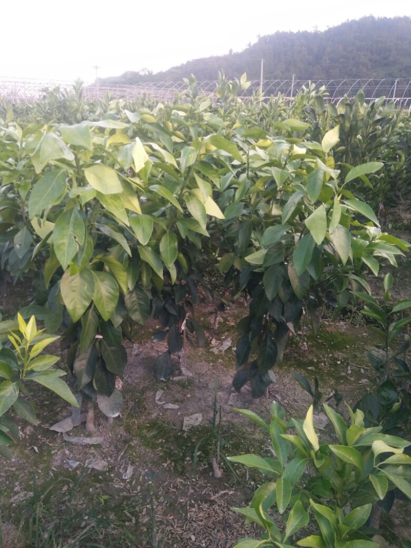 红美人，爱媛28号，移栽三年苗