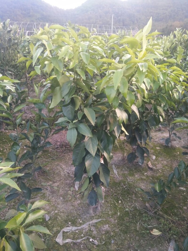红美人，爱媛28号，移栽三年苗