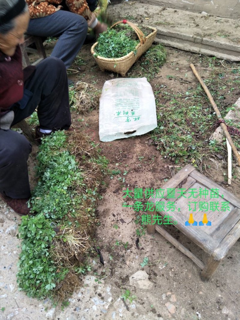 夏天无种苗