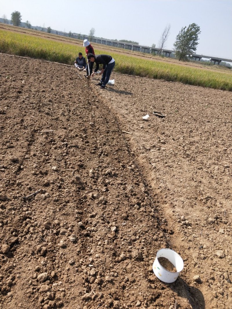 大量供应夏天无种子