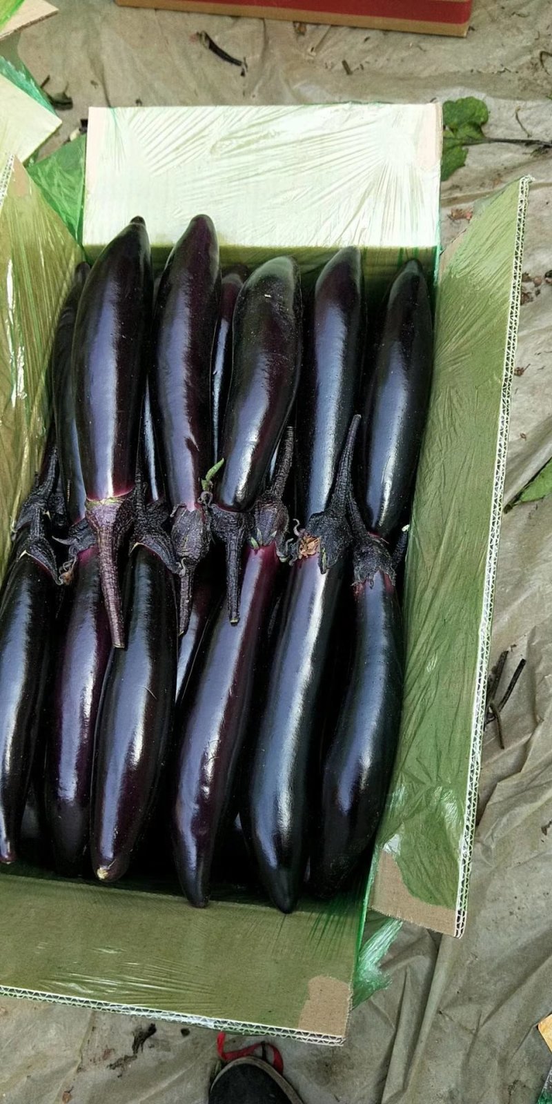 鲜辣椒