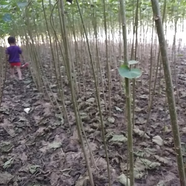 梓树苗