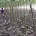 梓树苗