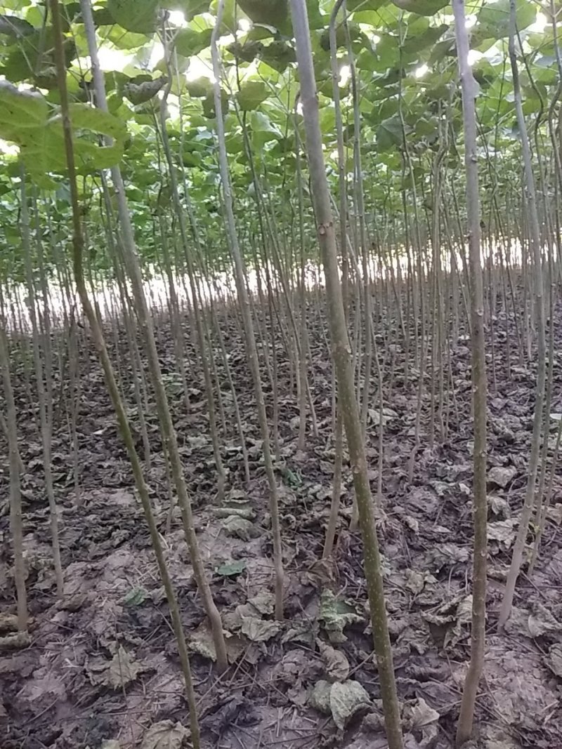 梓树苗