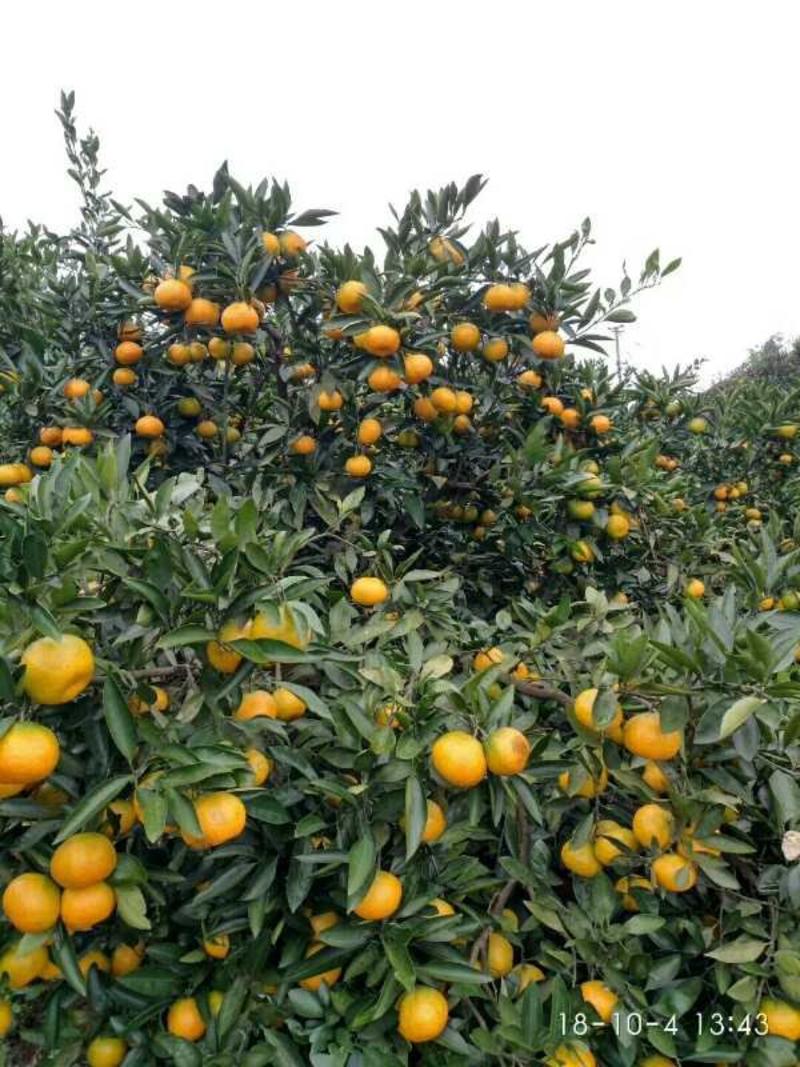 黄岩精品高山特早橘子带客户果园看货采摘保质保量