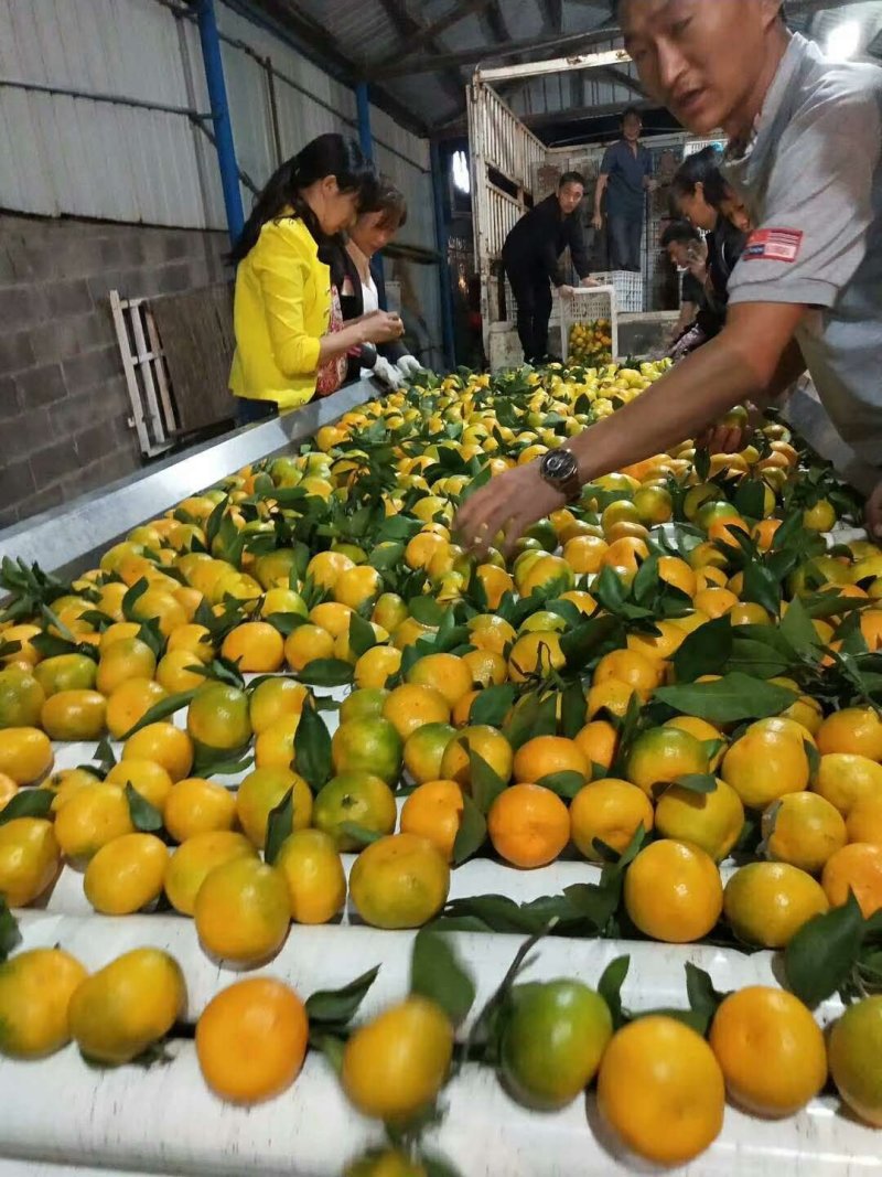 《精品推荐国庆蜜橘》现场采摘欢迎订购