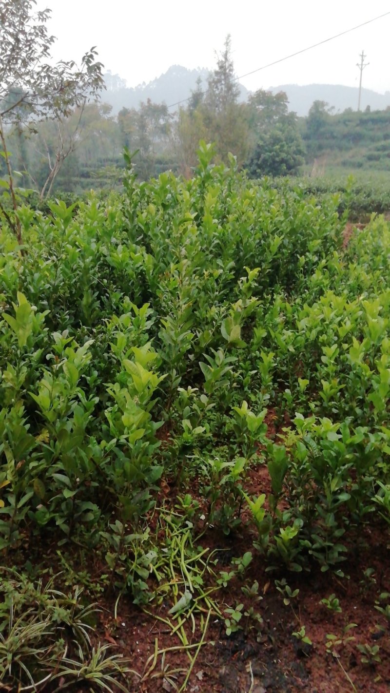 佛手树苗