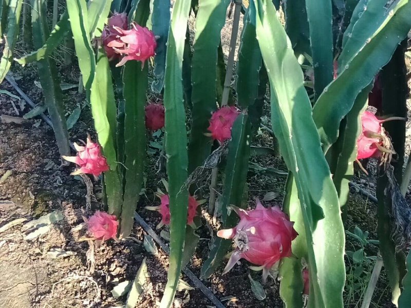 金都一号火龙果苗自花授粉红皮红肉带枝带根