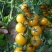 夏日阳光圣女果山东寿光合作社供货口感好耐运输