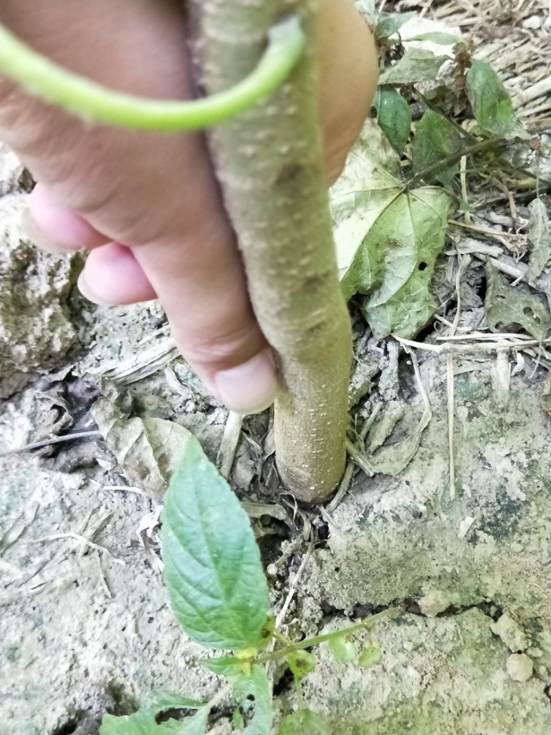 梓树苗