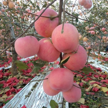 陕西红富士苹果🍎