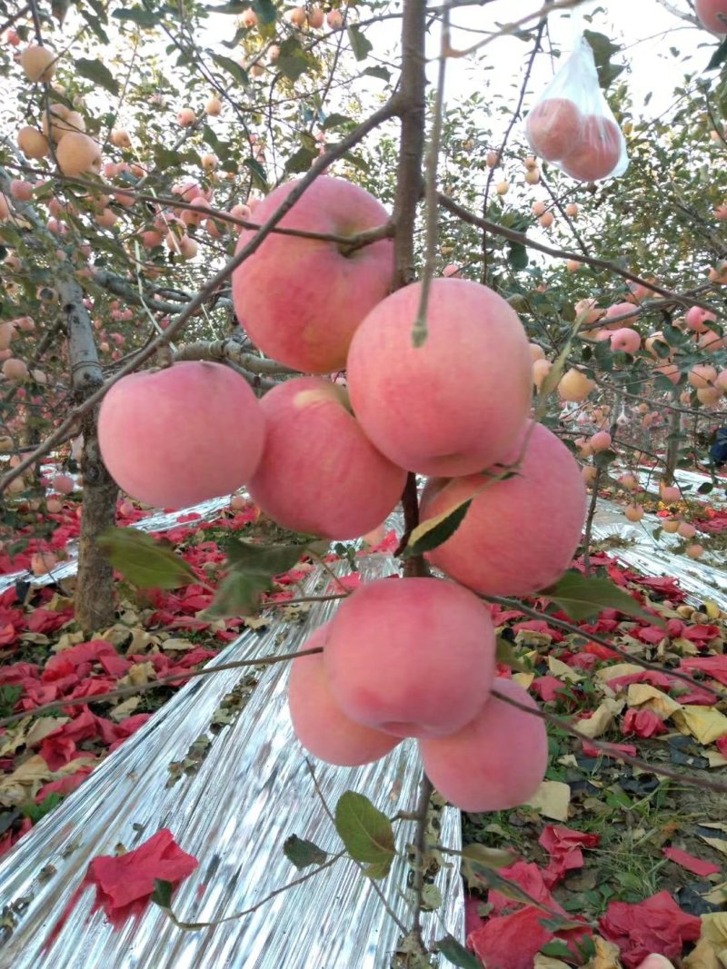 陕西红富士苹果🍎