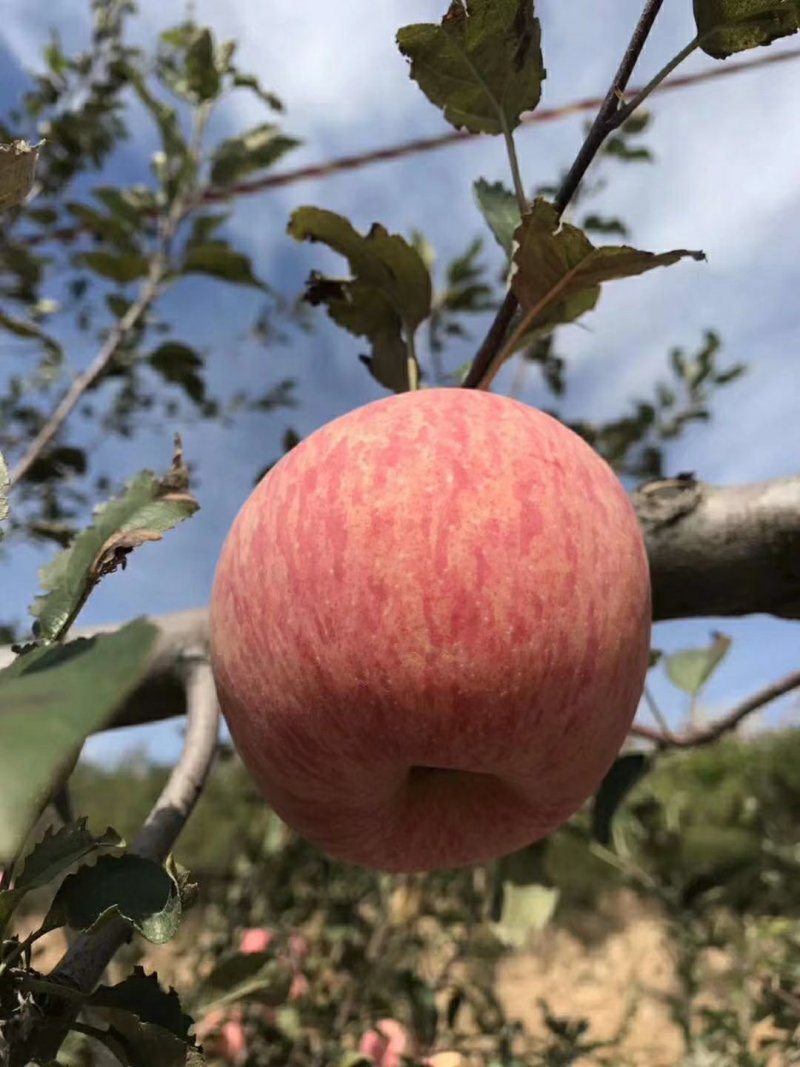 陕西红富士苹果🍎