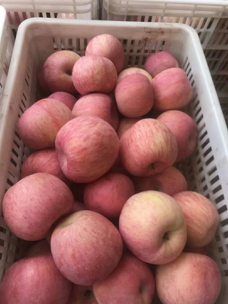 陕西红富士苹果🍎