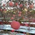 陕西红富士苹果🍎