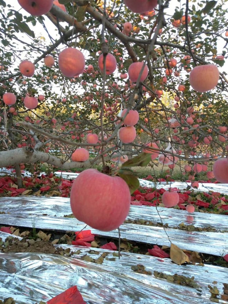 陕西红富士苹果🍎