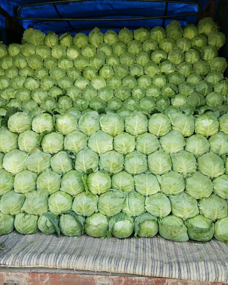 甘蓝菜花