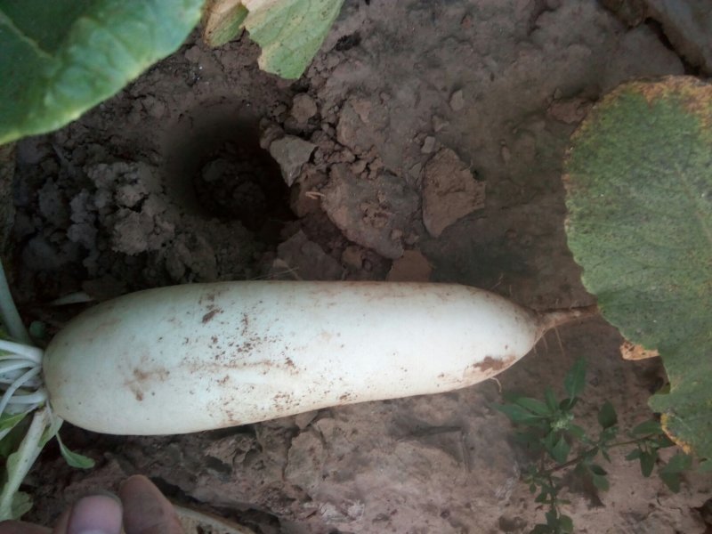 白萝卜基地直供沙土地种植保证质量现货销售中需要的朋友联系