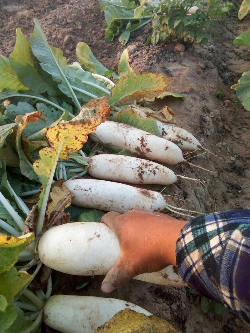 白萝卜基地直供沙土地种植保证质量现货销售中需要的朋友联系