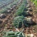 【牛商推荐】新鲜鸡腿大葱大量上市葱白高头大种植基地直发