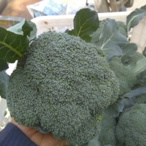 耐寒优秀西兰花炎秀西兰花0.8-1.2斤，大量上市中