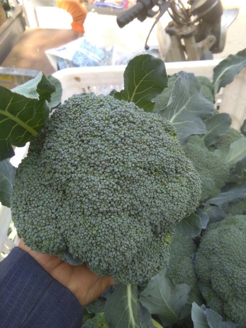 耐寒优秀西兰花炎秀西兰花0.8-1.2斤，大量上市中