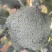 耐寒优秀西兰花炎秀西兰花0.8-1.2斤，大量上市中