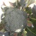 耐寒优秀西兰花炎秀西兰花0.8-1.2斤，大量上市中