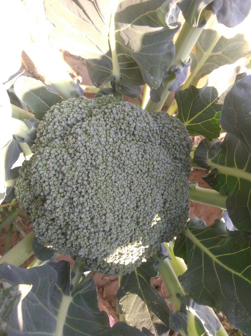耐寒优秀西兰花炎秀西兰花0.8-1.2斤，大量上市中
