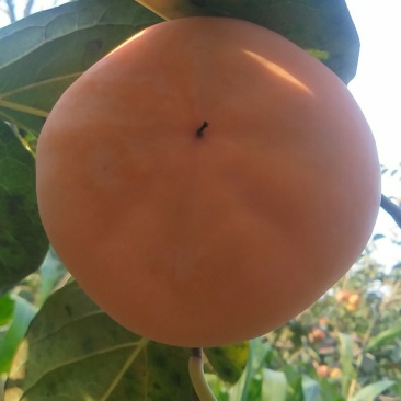 磨盘柿子