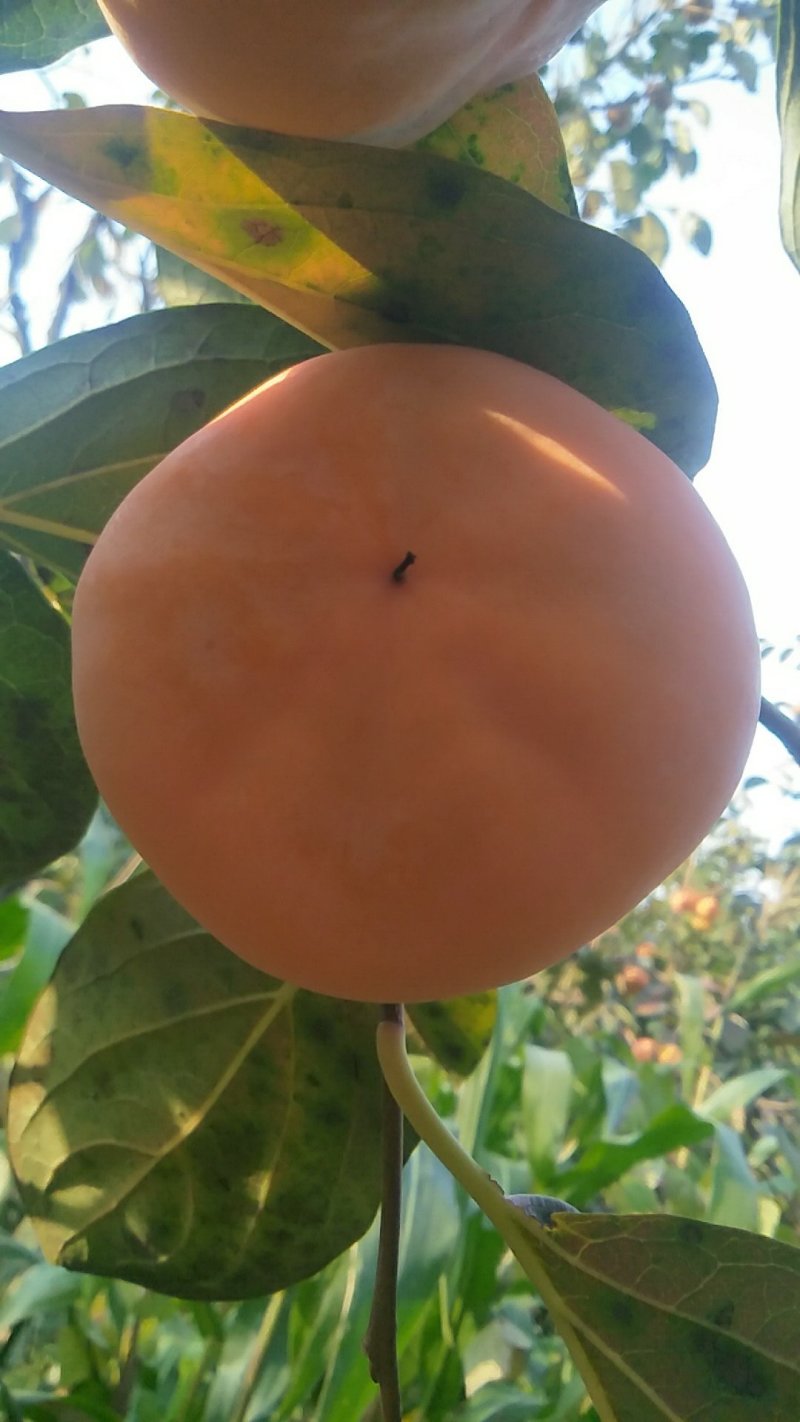 磨盘柿子